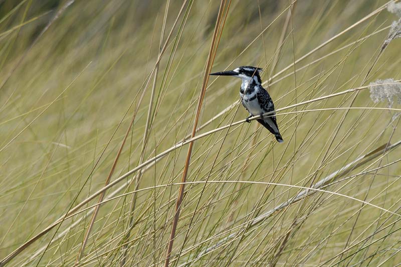 0571_Botswana_Xakanaxa_Alcyon_pie