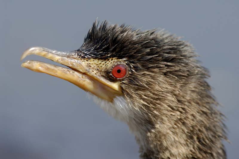0623_Botswana_Xakanaxa_Cormorans
