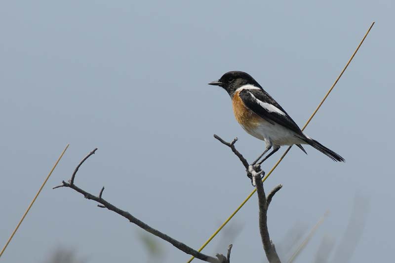 0684_Botswana_Xakanaxa_Tarier_africain