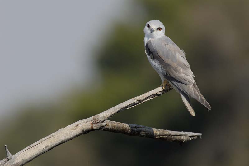 0744_Botswana_Xakanaxa_Elanion