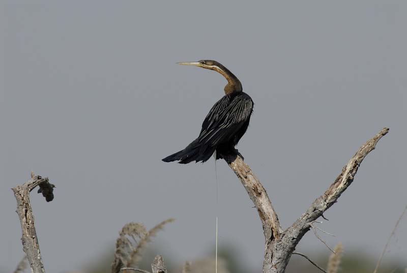 0774_Botswana_Xakanaxa_Anhinga_d_Afrique