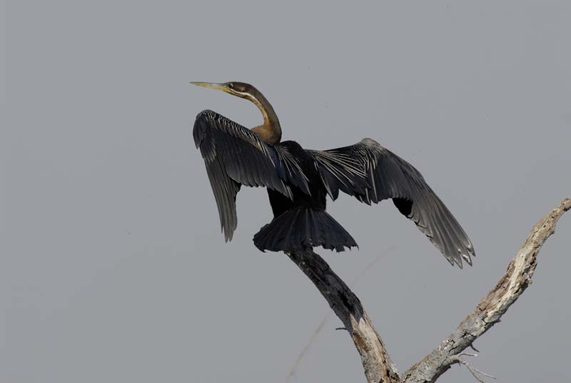 0779_Botswana_Xakanaxa_Anhinga_d_Afrique