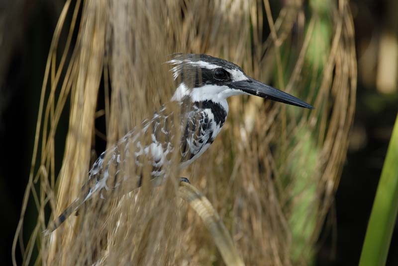 0822_Botswana_Xakanaxa_Alcyon_pie