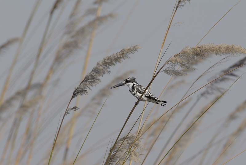 0829_Botswana_Xakanaxa_Alcyon_pie