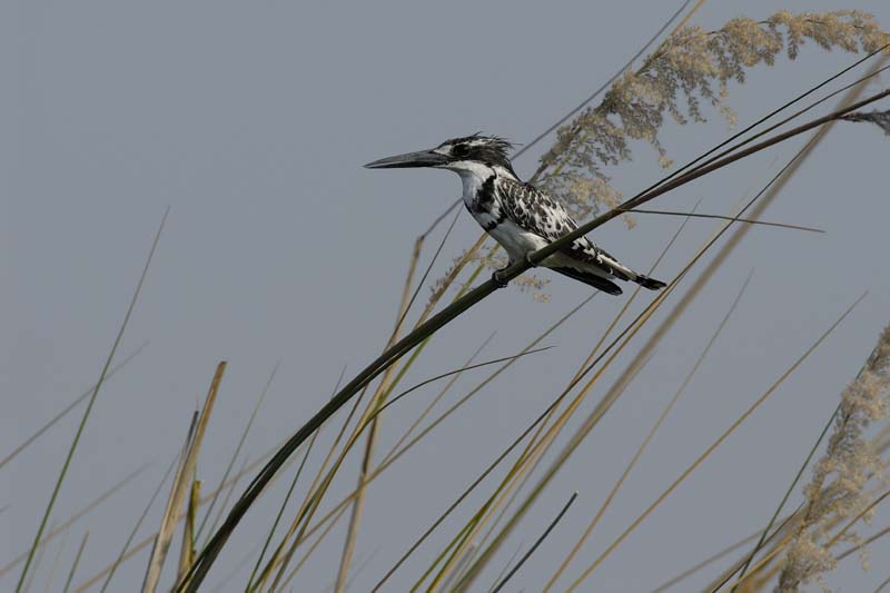 0836_Botswana_Xakanaxa_Alcyon_pie