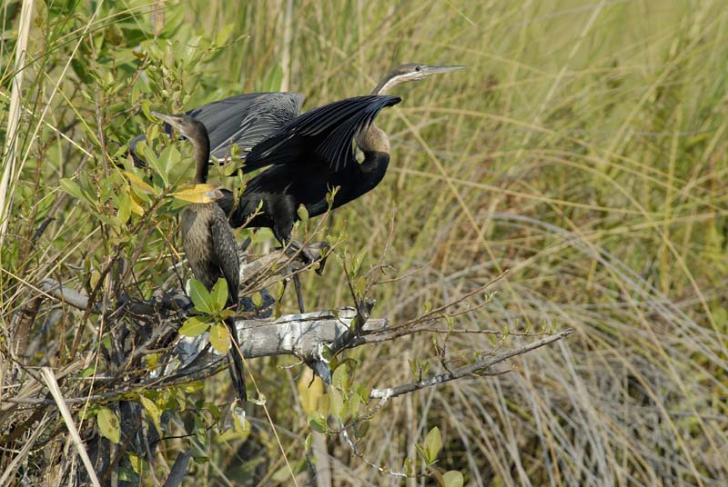 0841_Botswana_Xakanaxa_Anhinga_d_Afrique