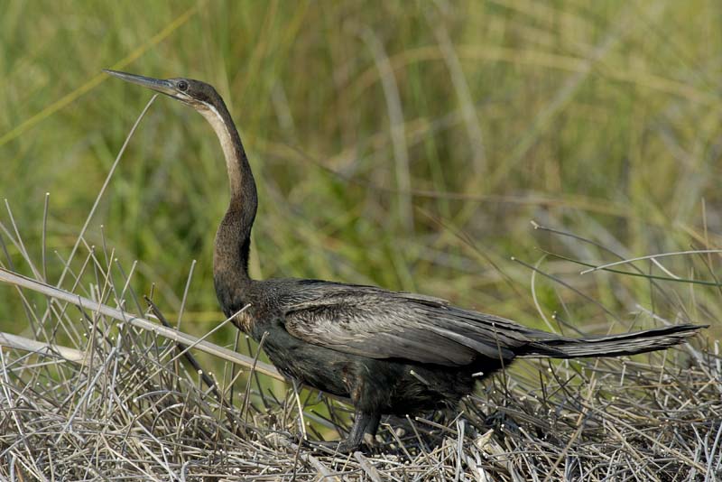 0855_Botswana_Xakanaxa_Anhinga_d_Afrique