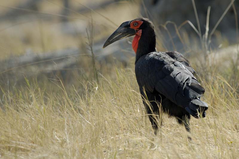 1349_Botswana_Xakanaxa_Bucorve_du_Sud