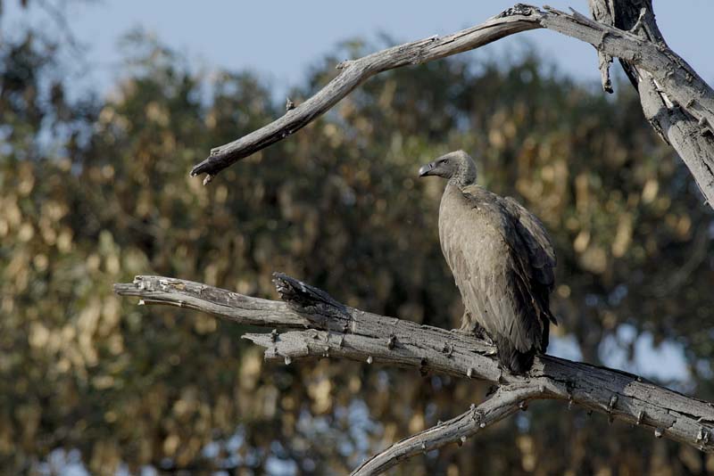 1406_Botswana_Xakanaxa_Vautour_africain