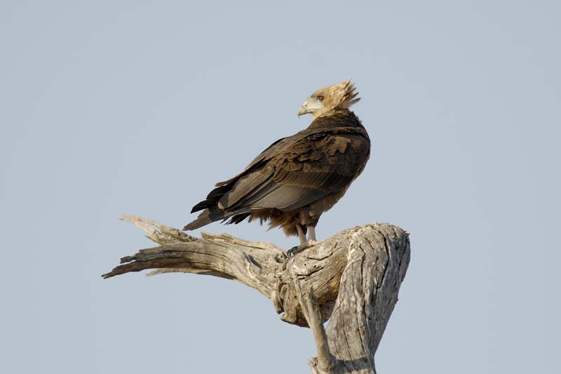 1659_Botswana_Xakanaxa_Bateleur_immature