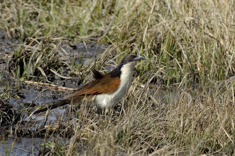 1886_Botswana_Khwai_Coucal_de_Burchell