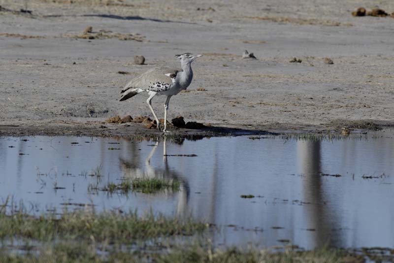 2682_Botswana_Khwai_Outardes_kori