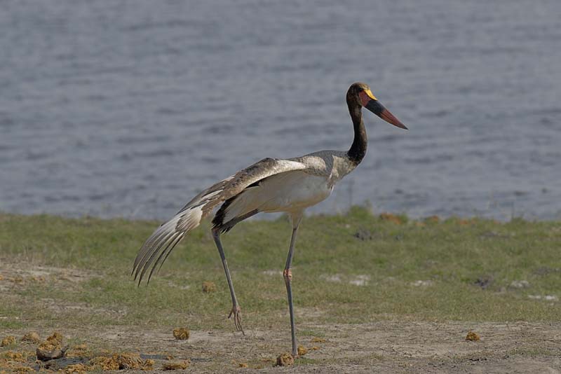 3819_Botswana_Chobe_Jabiru_d_Afrique