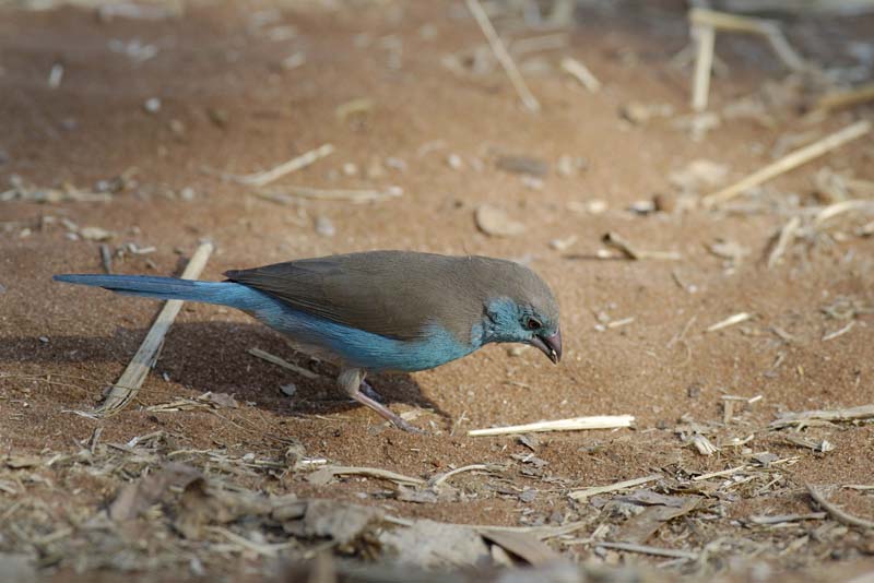 3873_Botswana_Chobe_Cordonbleu_de