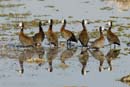 0475_Botswana_Maun_Dendrocygnes_veuf