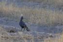 0515_Botswana_Maun_Touraco_concolore