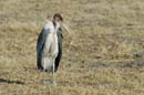 0535_Botswana_Xakanaxa_Marabouts_d_Afrique