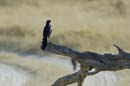 0539_Botswana_Xakanaxa_Drongo