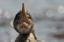 0641_Botswana_Xakanaxa_Cormorans