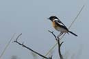 0684_Botswana_Xakanaxa_Tarier_africain