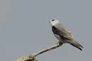0720_Botswana_Xakanaxa_Elanion