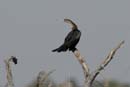 0774_Botswana_Xakanaxa_Anhinga_d_Afrique
