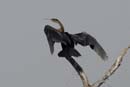 0779_Botswana_Xakanaxa_Anhinga_d_Afrique