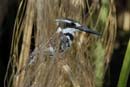 0822_Botswana_Xakanaxa_Alcyon_pie