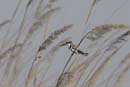 0829_Botswana_Xakanaxa_Alcyon_pie