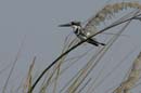 0836_Botswana_Xakanaxa_Alcyon_pie