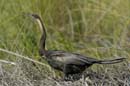 0855_Botswana_Xakanaxa_Anhinga_d_Afrique