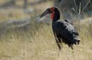 1349_Botswana_Xakanaxa_Bucorve_du_Sud