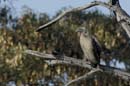 1406_Botswana_Xakanaxa_Vautour_africain