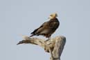 1659_Botswana_Xakanaxa_Bateleur_immature