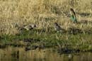 1800_Botswana_Khwai_Perroquet_de_Meyer