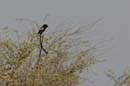 1989_Botswana_Khwai_Corvinelle_noir_et_blanc