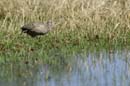 2183_Botswana_Khwai_Francolin_de_Swainson