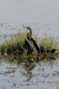 2247_Botswana_Khwai_Anhinga_d_Afrique
