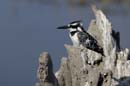 2744_Botswana_Khwai_Alcyon_pie