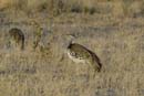 2948_Botswana_Savuti_Outardes_kori