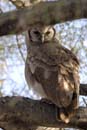 2966_Botswana_Savuti_Hibou_grand_duc_de_Verreaux
