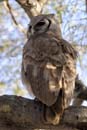 2974_Botswana_Savuti_Hibou_grand_duc_de_Verreaux