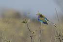 2998_Botswana_Savuti_Rollier