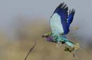 2999_Botswana_Savuti_Rollier
