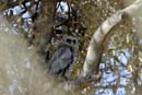 3158_Botswana_Savuti_Hibou_grand_duc_de_Verreaux