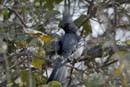 3795_Botswana_Chobe_Touraco_concolore