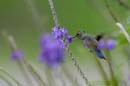 2346_CostaRica_Monteverde_Colibris_
