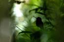 2371_CostaRica_Monteverde_