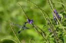 2445_CostaRica_Monteverde_