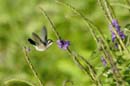 2447_CostaRica_Monteverde_